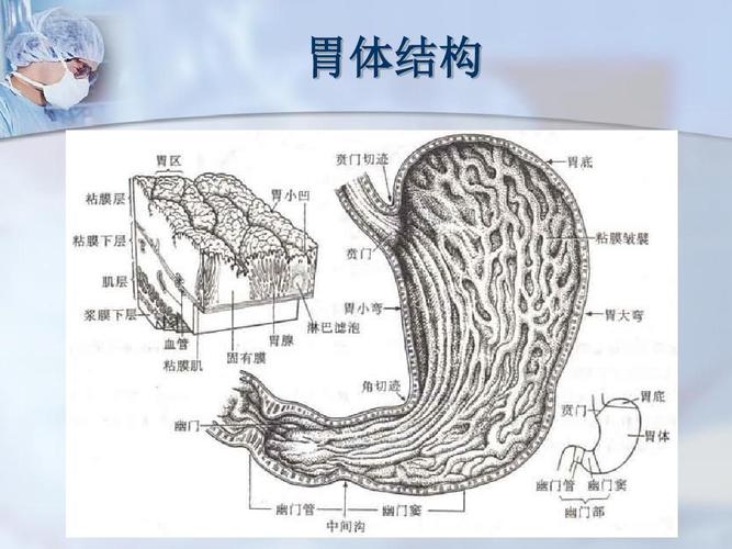 中医教你调护慢性胃炎